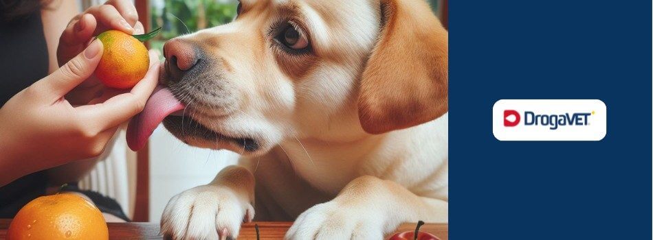Cachorro pode comer mexerica. Saiba benefícios e riscos