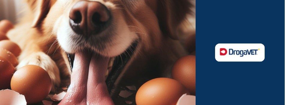 Cachorro pode comer ovo. Saiba benefícios e riscos