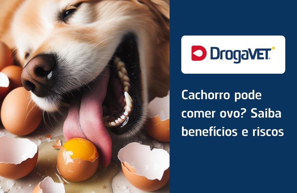 Cachorro pode comer ovo