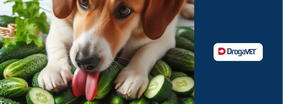 Cachorro pode comer pepino. Saiba benefícios e riscos