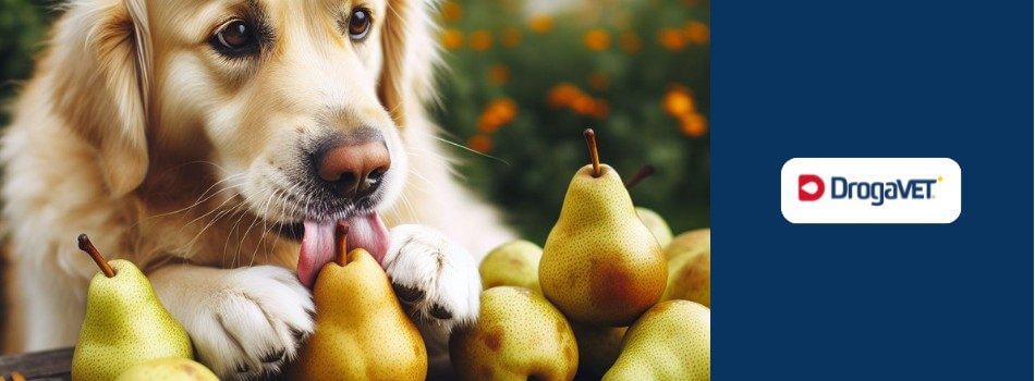 Cachorro pode comer pera. Saiba benefícios e riscos