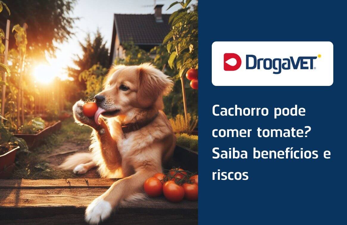 Cachorro pode comer tomate