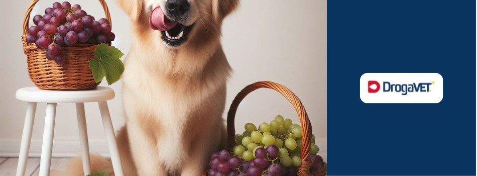 Cachorro pode comer uva. Saiba benefícios e riscos
