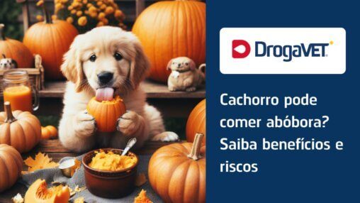 Cachorro pode comer abóbora