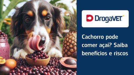 Cachorro pode comer açaí. Saiba benefícios e riscos