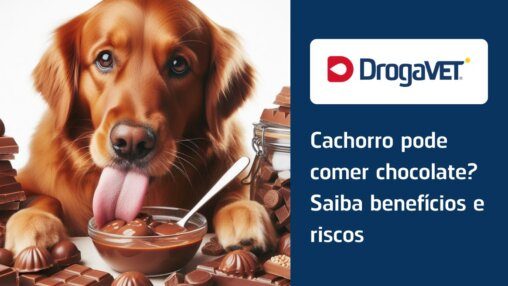 Cachorro pode comer chocolate