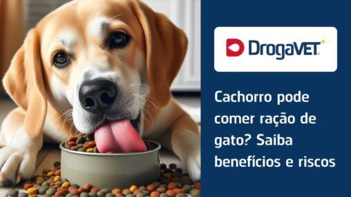 Cachorro pode comer ração de gato