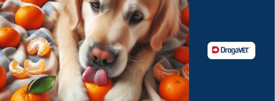 Aprenda sobre cachorros e tangerina! Este guia revela os benefícios e riscos dessa fruta para a saúde do seu cão. Tome decisões alimentares conscientes.
