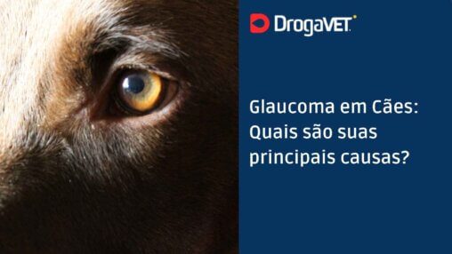 Glaucoma em Cães Quais são suas principais causas