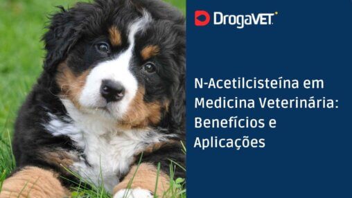 N-Acetilcisteína em Medicina Veterinária: Benefícios e Aplicações