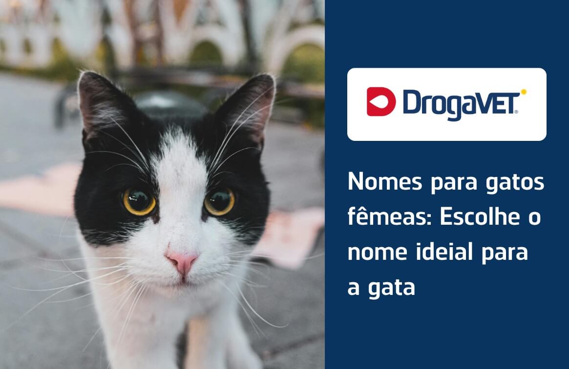 Nomes para gatos fêmeas