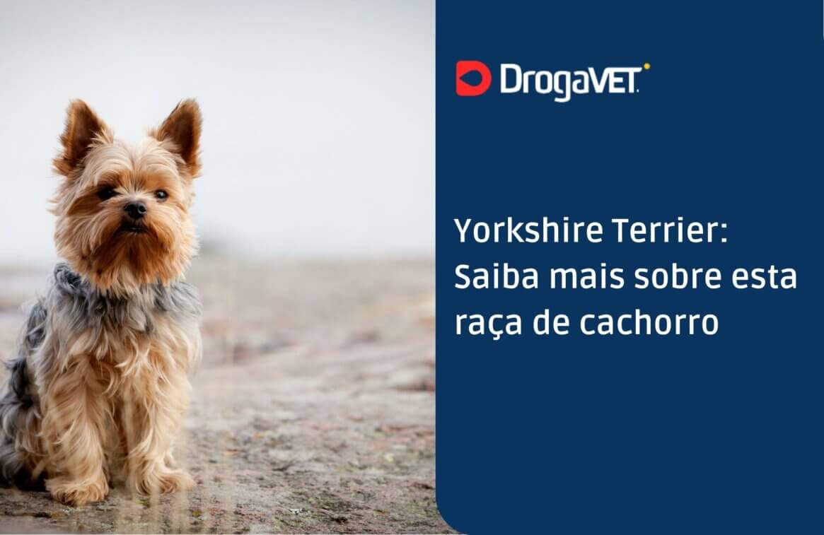 Yorkshire Terrier: Saiba mais sobre esta raça de cachorro