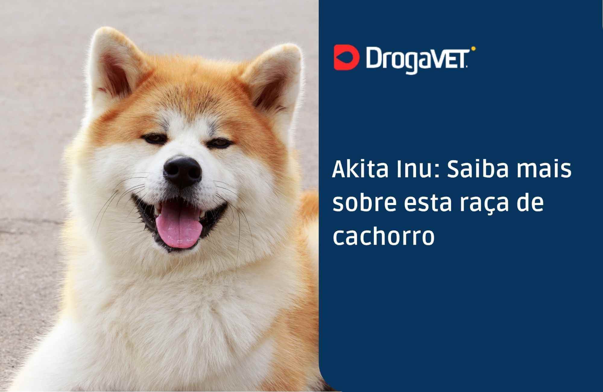 Akita Inu: Saiba mais sobre esta raça de cachorro