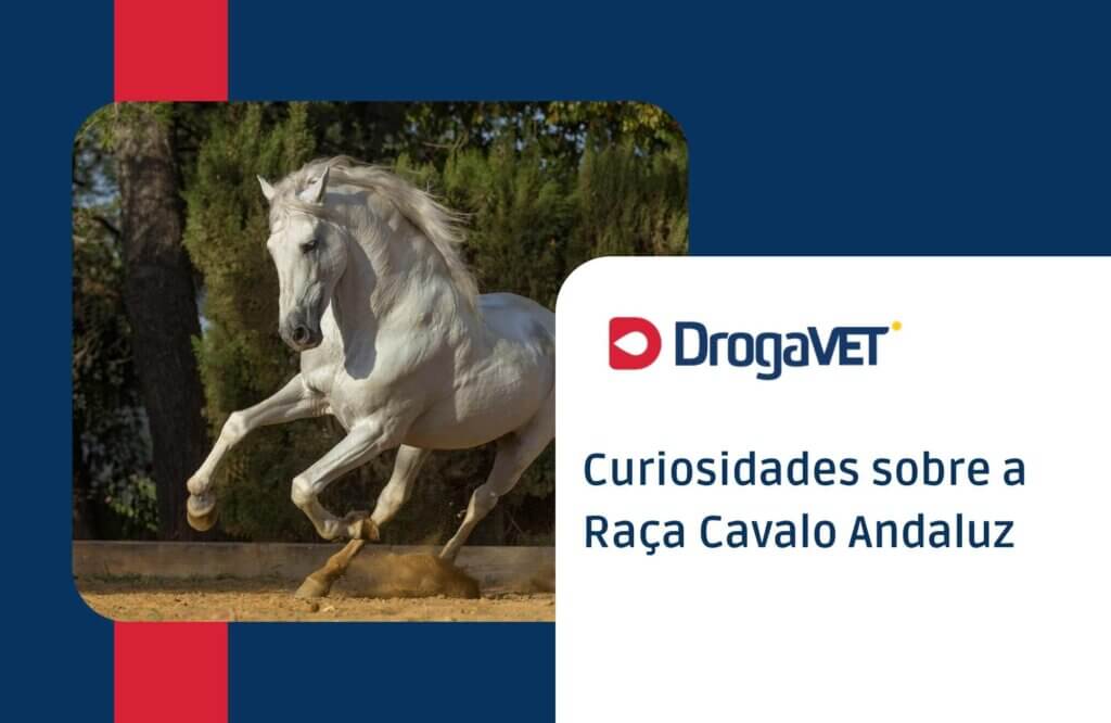 Curiosidades sobre a Raça Cavalo Andaluz Curiosidades sobre a Raça Cavalo Andaluz
