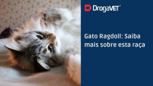 Gato Ragdoll Saiba mais sobre esta raça