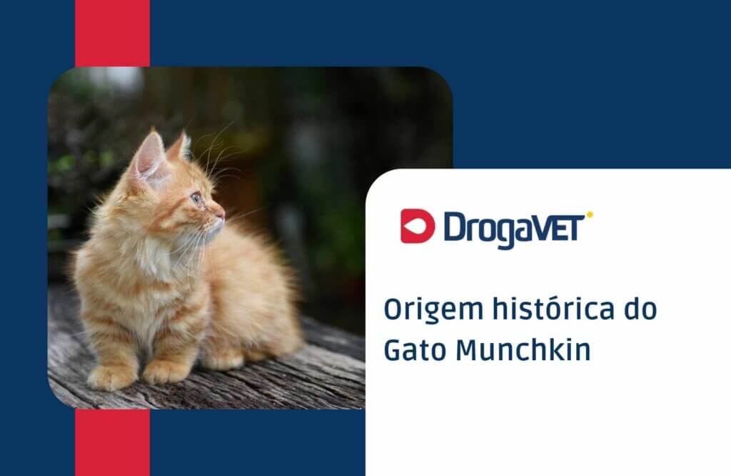 Origem histórica do Gato Munchkin Origem histórica do Gato Munchkin