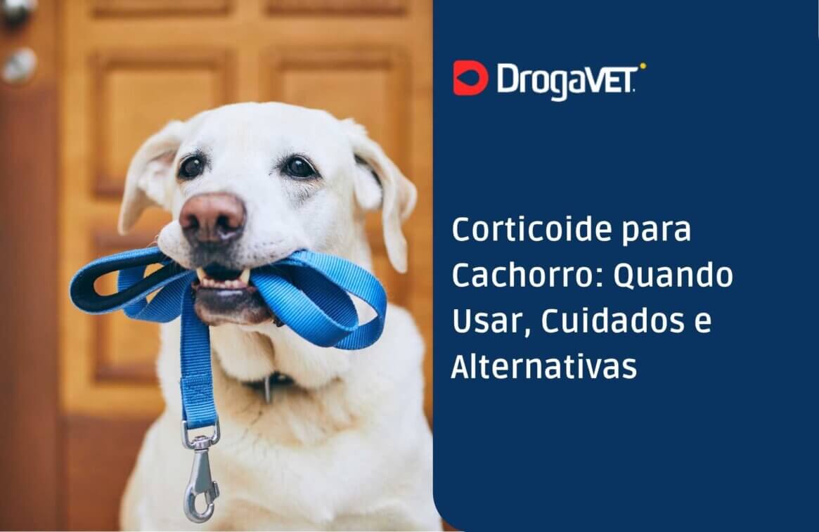Corticoide para Cachorro Quando Usar, Cuidados e Alternativas