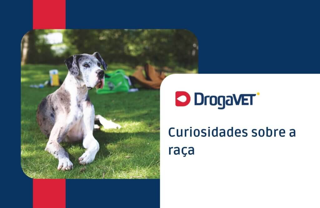 Curiosidades sobre a raça Curiosidades sobre a raça