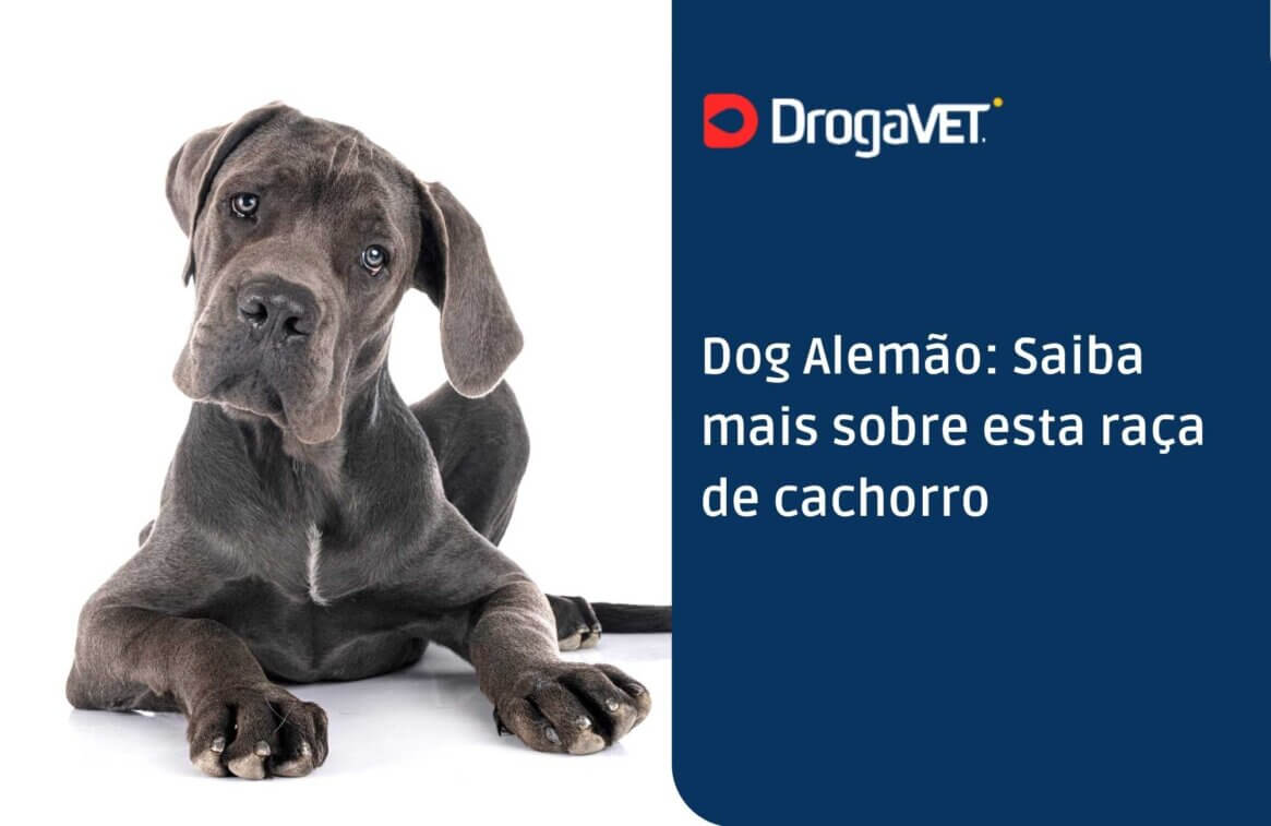 Dog Alemão Saiba mais sobre esta raça de cachorro