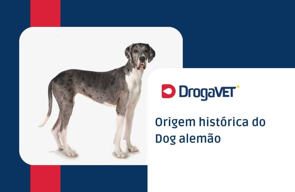 Origem histórica do Dog alemão Origem histórica do Dog alemão
