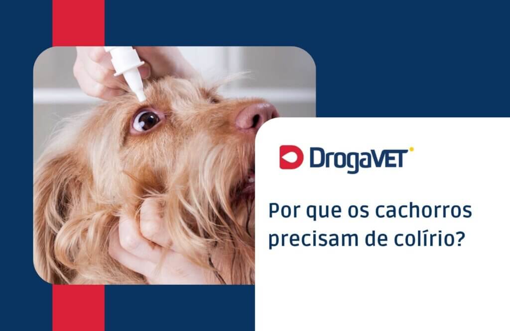 Por que os cachorros precisam de colírio
