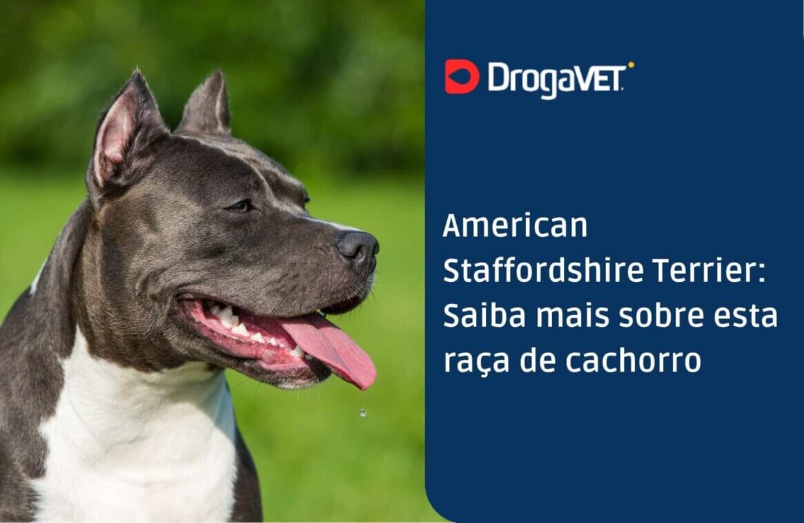 American Staffordshire Terrier Saiba mais sobre esta raça de cachorro