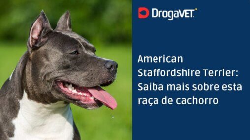 American Staffordshire Terrier Saiba mais sobre esta raça de cachorro