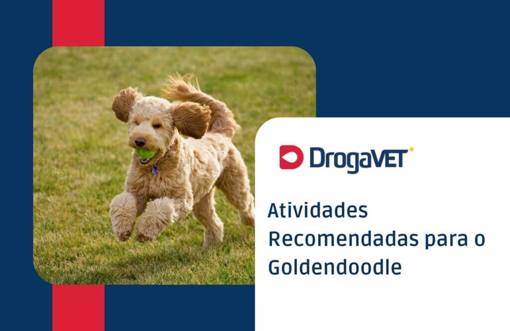 Atividades Recomendadas para o Goldendoodle Atividades Recomendadas para o Goldendoodle