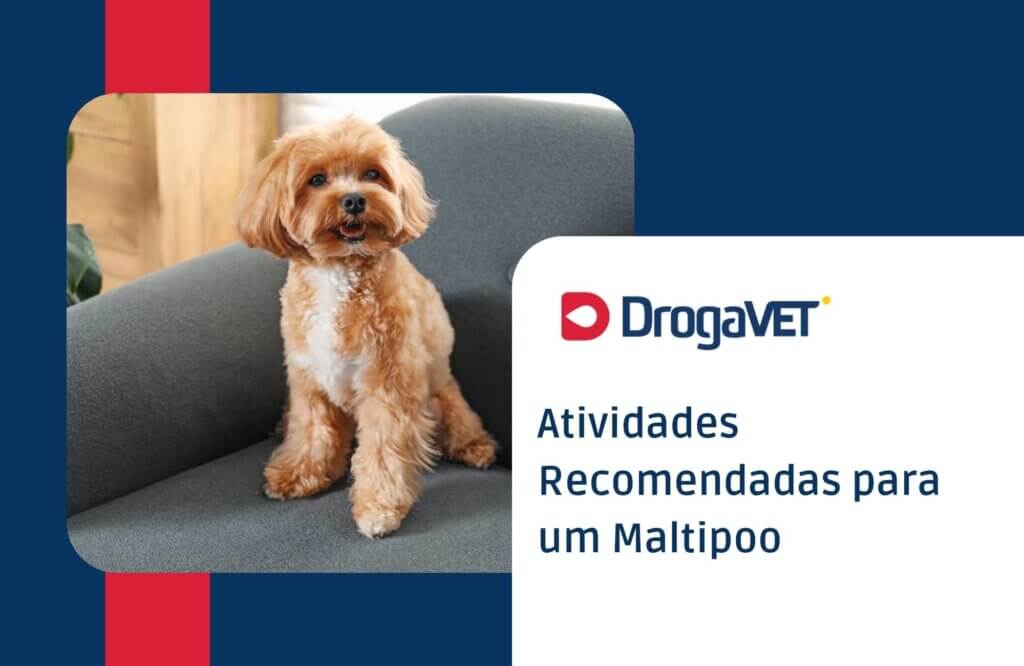 Atividades Recomendadas para um Maltipoo Atividades Recomendadas para um Maltipoo