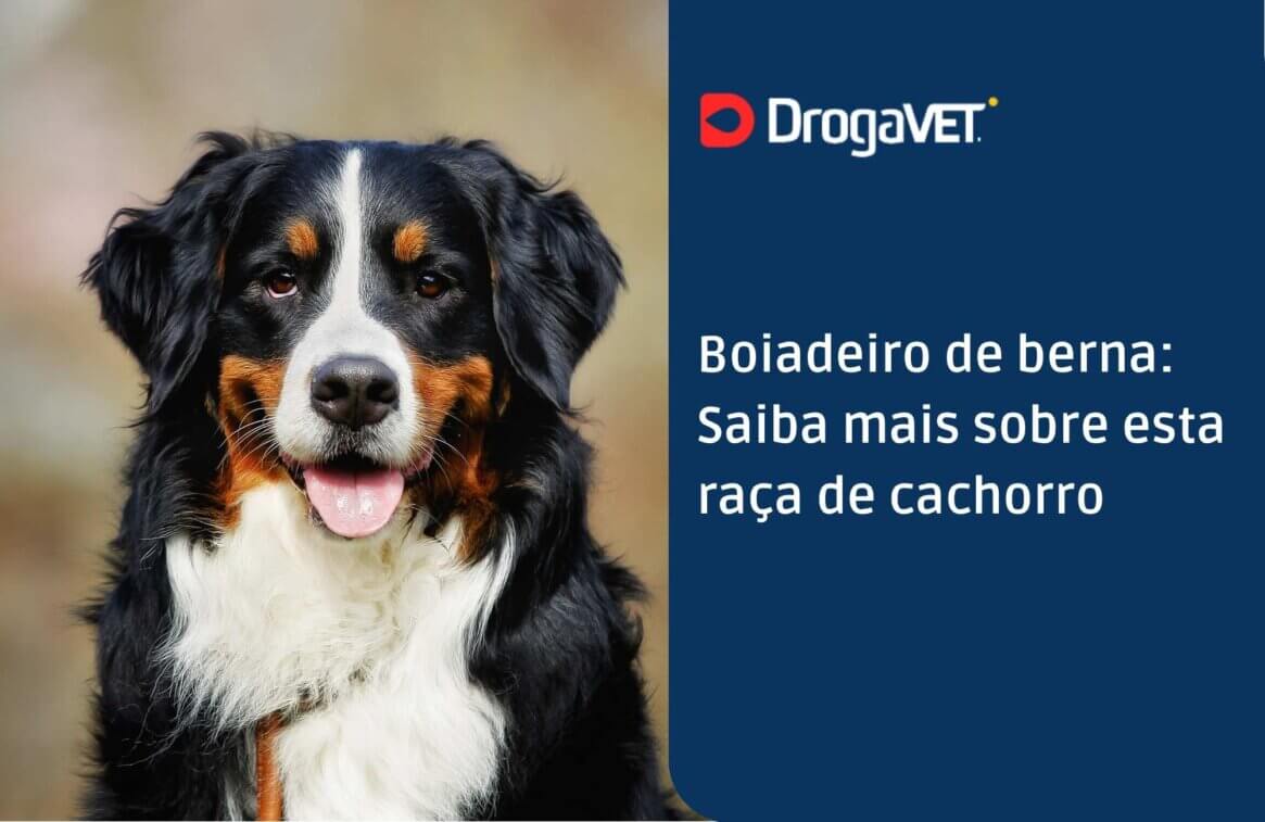 Boiadeiro de berna Saiba mais sobre esta raça de cachorro