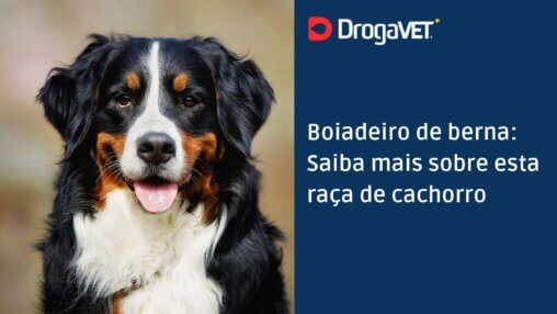 Boiadeiro de berna Saiba mais sobre esta raça de cachorro