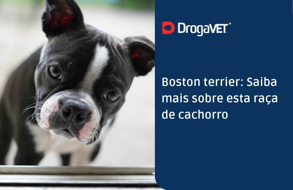 Boston terrier Saiba mais sobre esta raça de cachorro