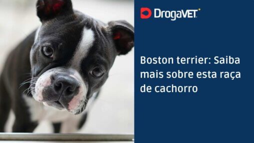 Boston terrier Saiba mais sobre esta raça de cachorro