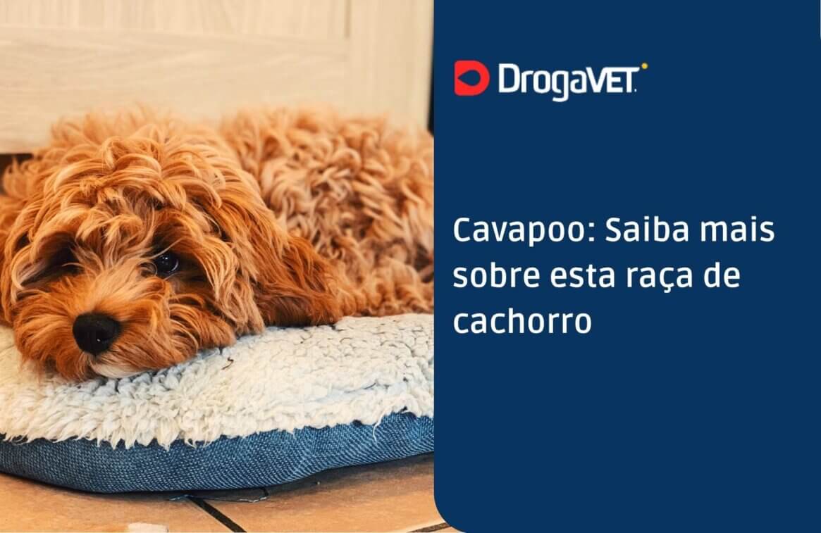 Cavapoo Saiba mais sobre esta raça de cachorro