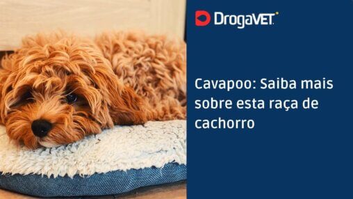 Cavapoo Saiba mais sobre esta raça de cachorro