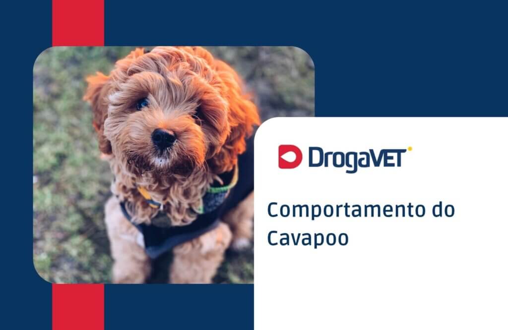 Comportamento Comportamento