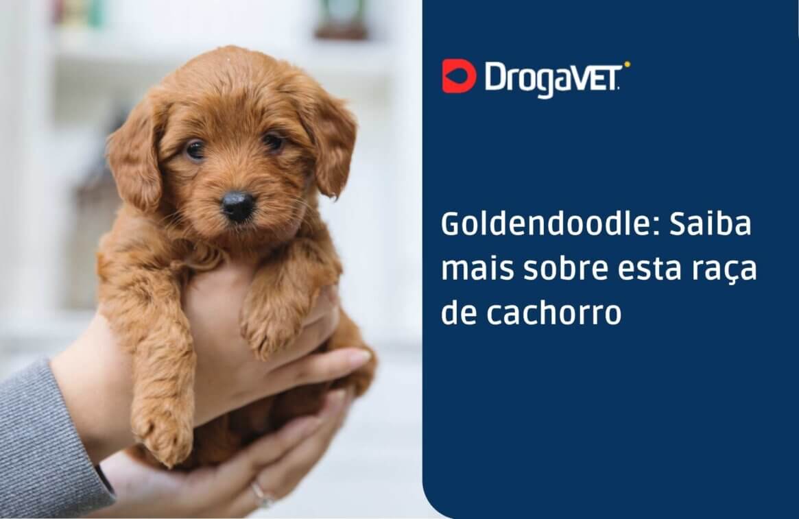 Goldendoodle Saiba mais sobre esta raça de cachorro