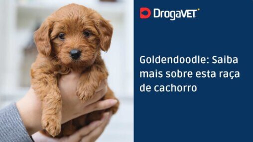 Goldendoodle Saiba mais sobre esta raça de cachorro