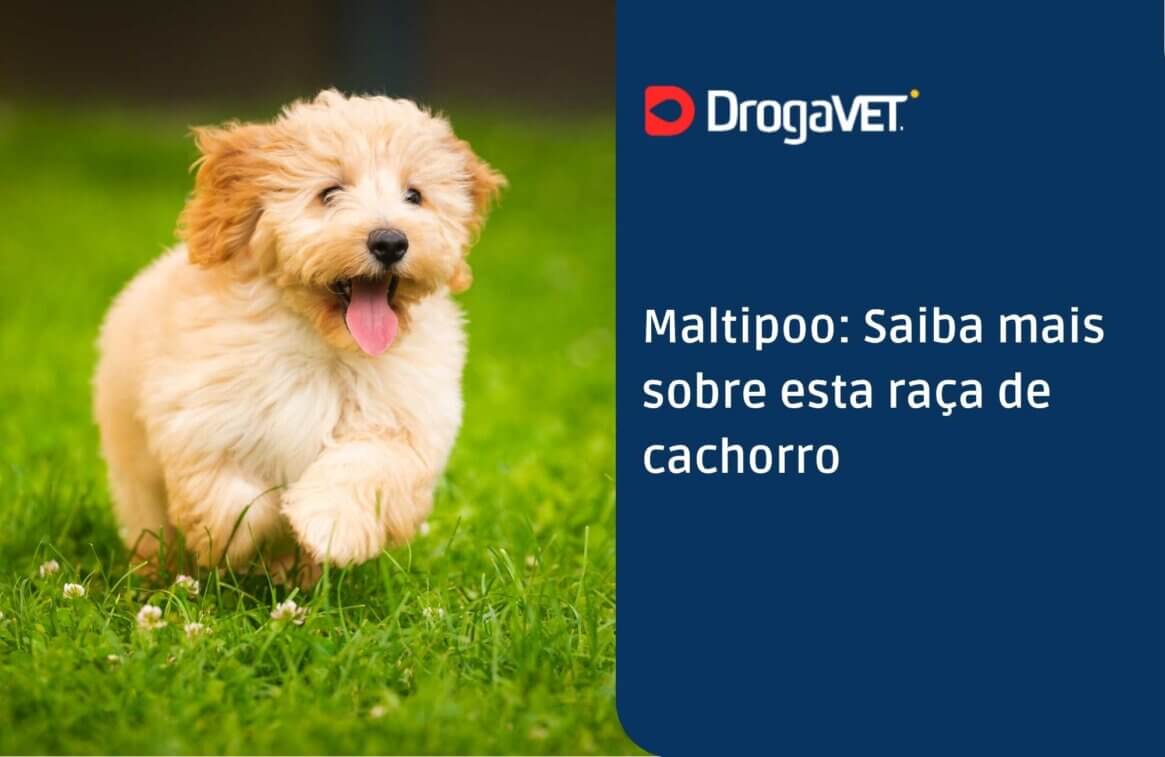 Maltipoo Saiba mais sobre esta raça de cachorro