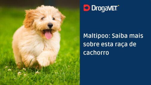 Maltipoo Saiba mais sobre esta raça de cachorro