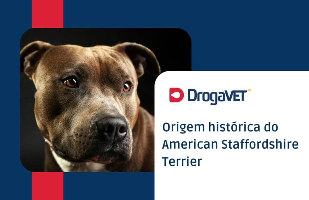 Origem histórica do American Staffordshire Terrier
