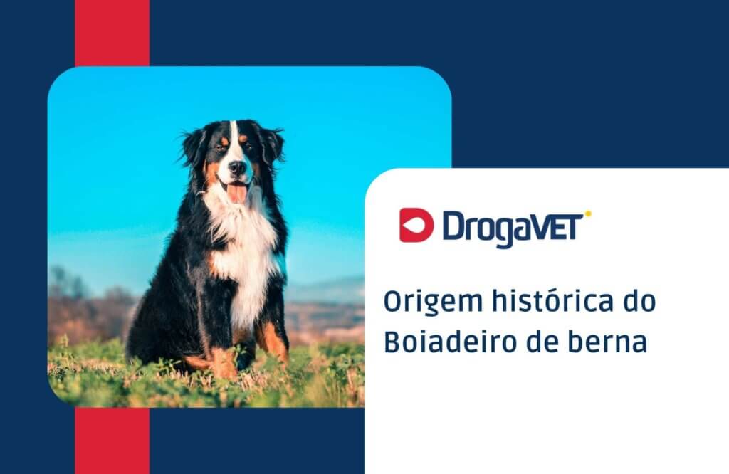 Origem histórica do Boiadeiro de berna