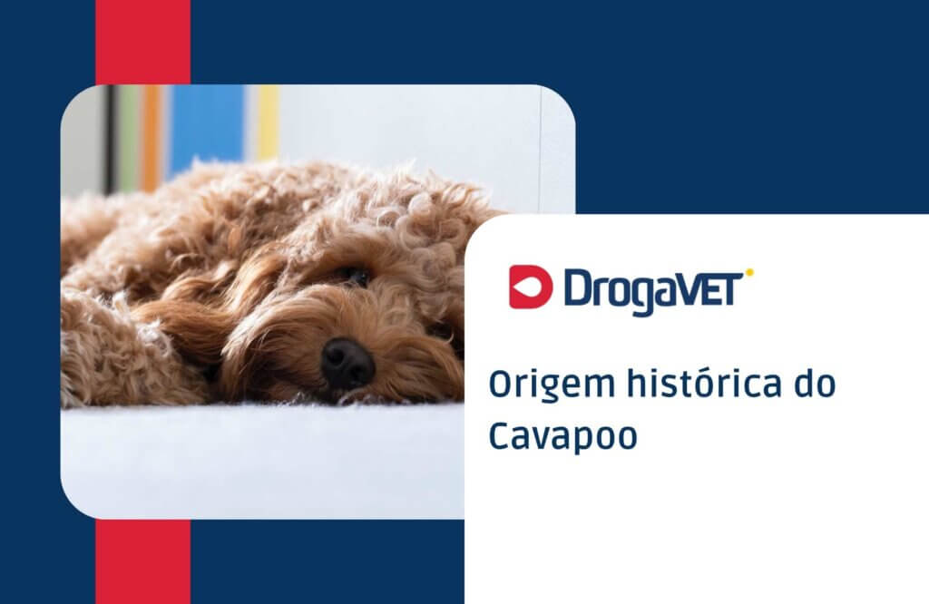 Origem histórica do Cavapoo Origem histórica do Cavapoo