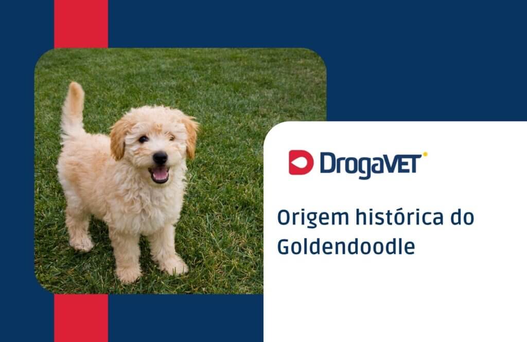 Origem histórica do Goldendoodle Origem histórica do Goldendoodle