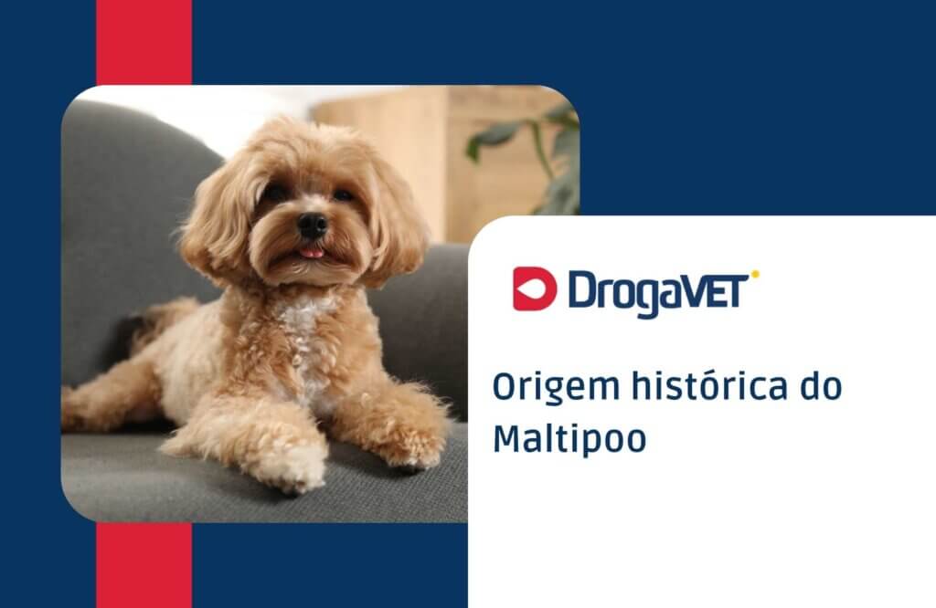 Origem histórica do Maltipoo Origem histórica do Maltipoo