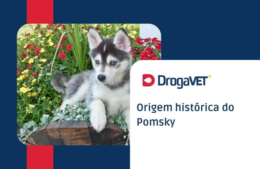Origem histórica do Pomsky Origem histórica do Pomsky