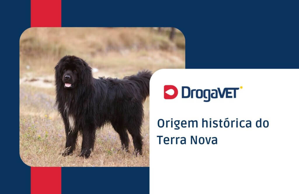 Origem histórica do Terra Nova