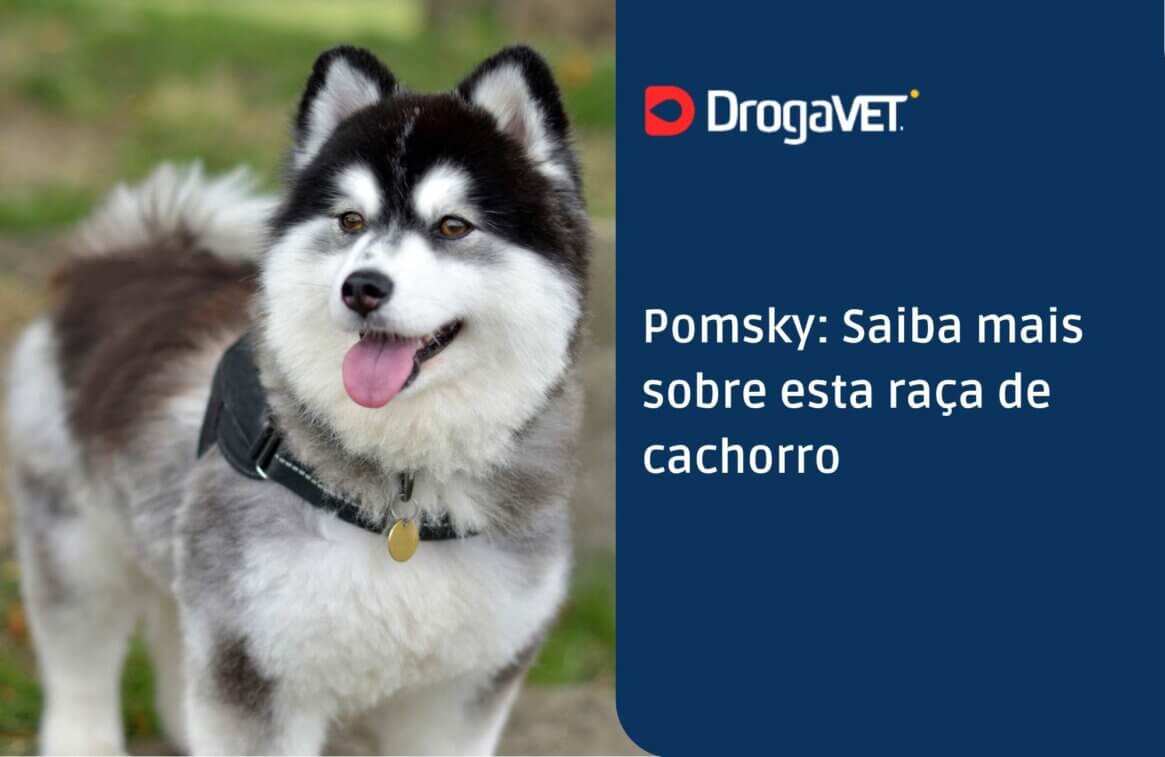 Pomsky Saiba mais sobre esta raça de cachorro