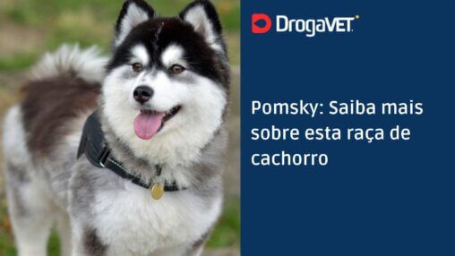 Pomsky Saiba mais sobre esta raça de cachorro