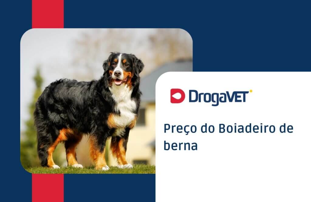 Preço do Boiadeiro de berna